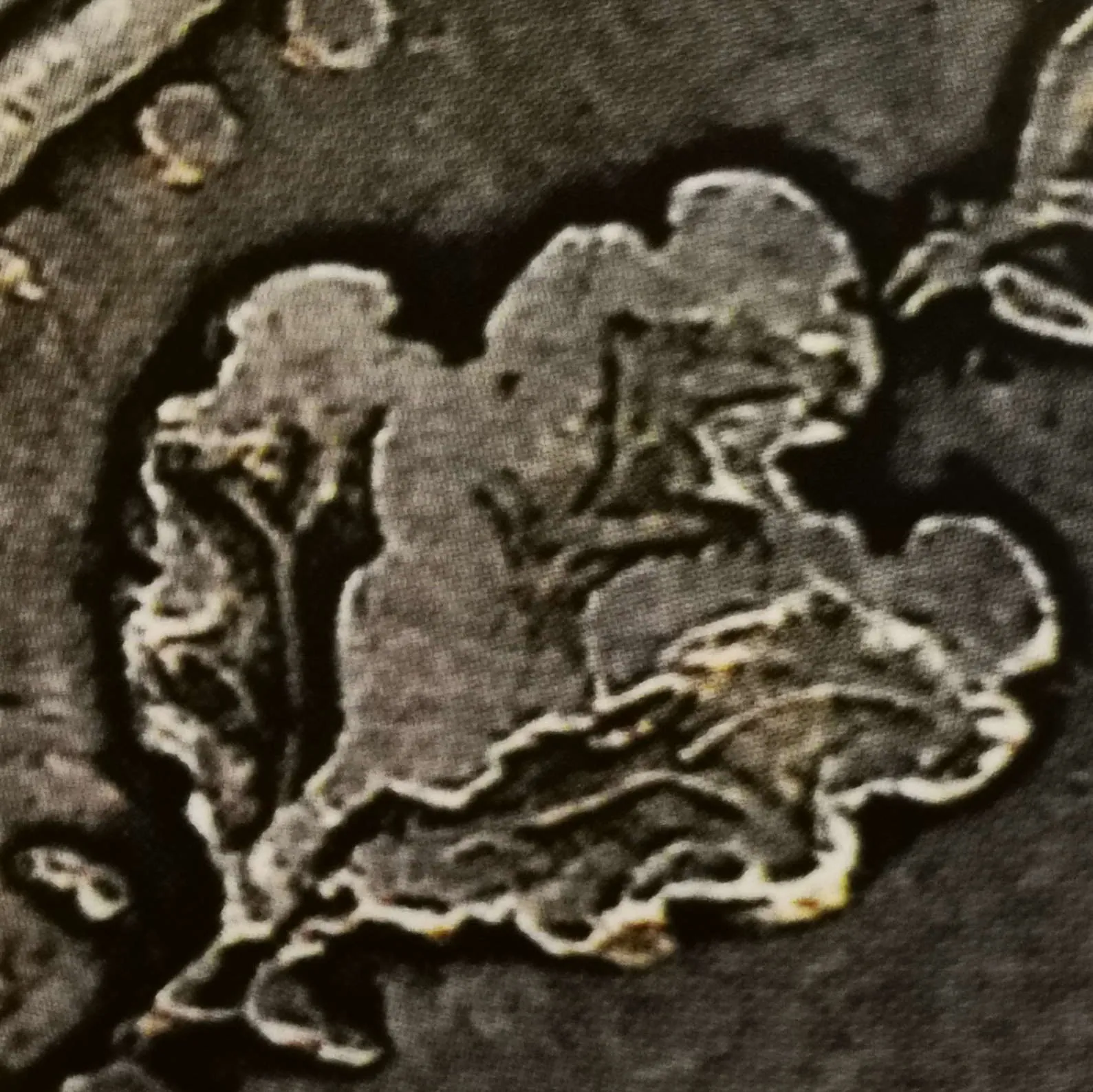 1 markka 1865 variantti 1.1 rosoiset lehdet