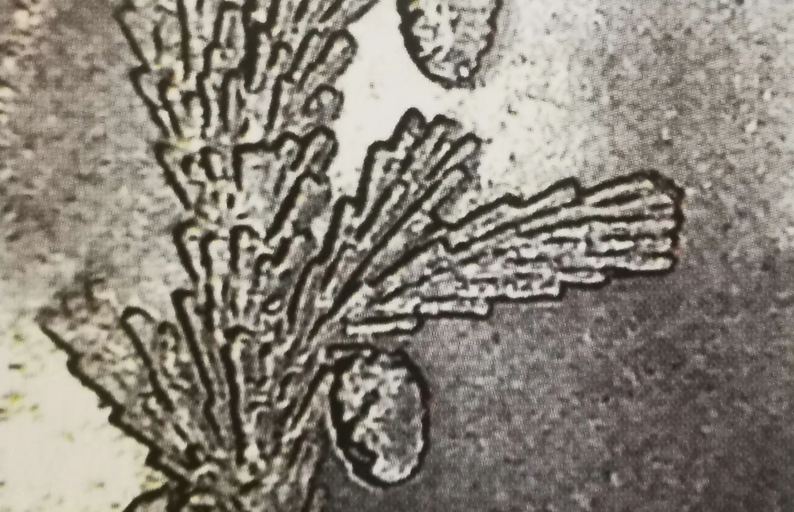 1 markka 1949 variantti 1.1 arvopuoli