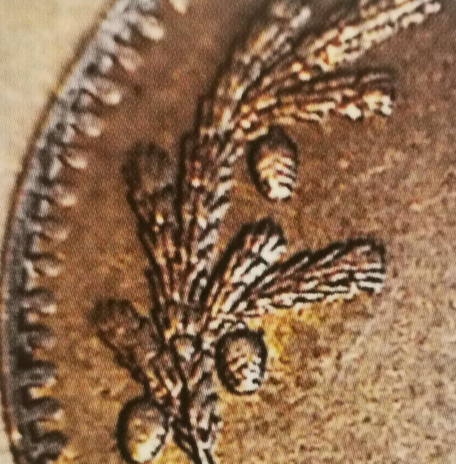 1 markka 1949 variantti 2.4 arvopuoli