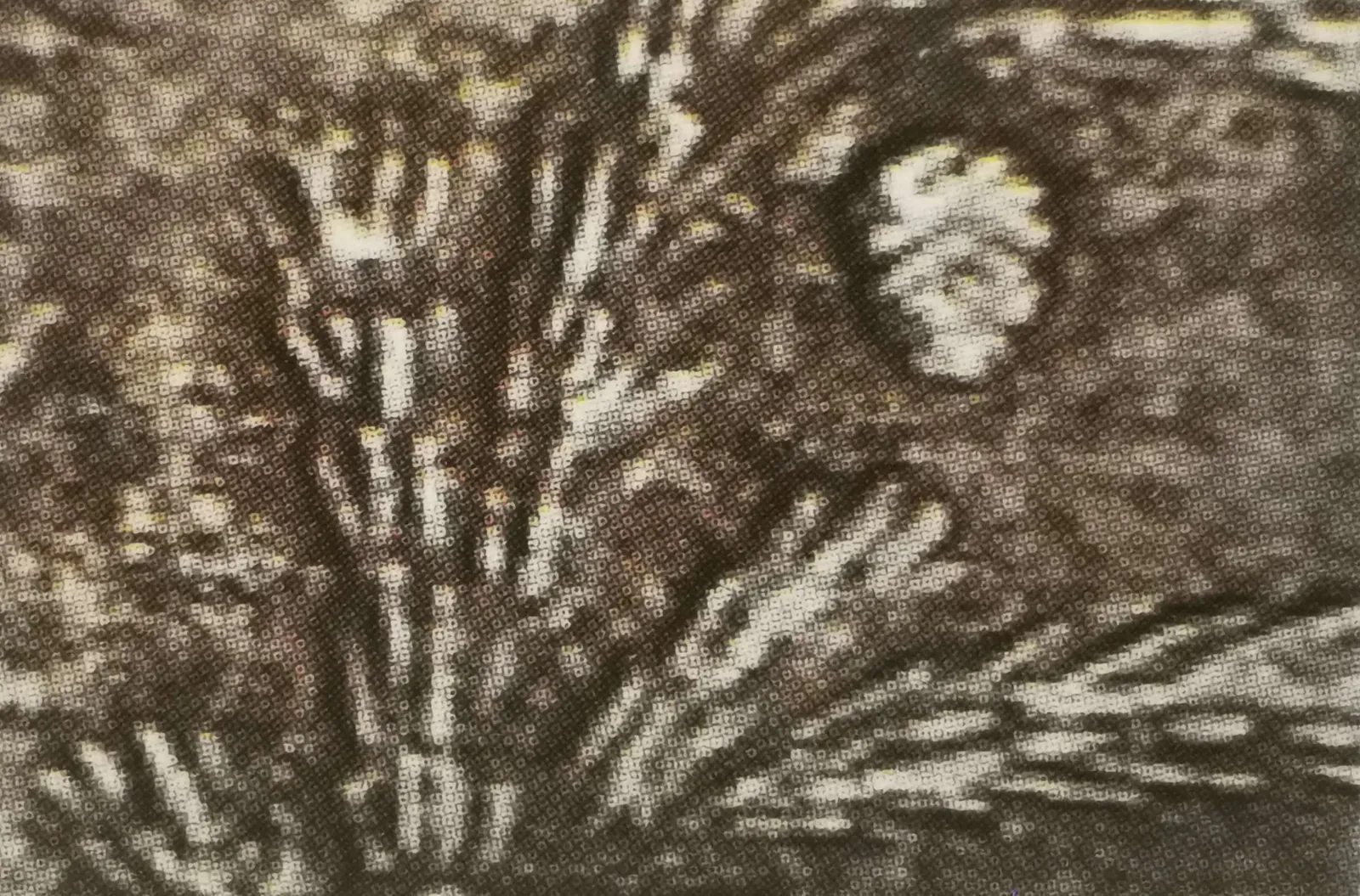 1 markka 1950 variantti 1.2 arvopuoli