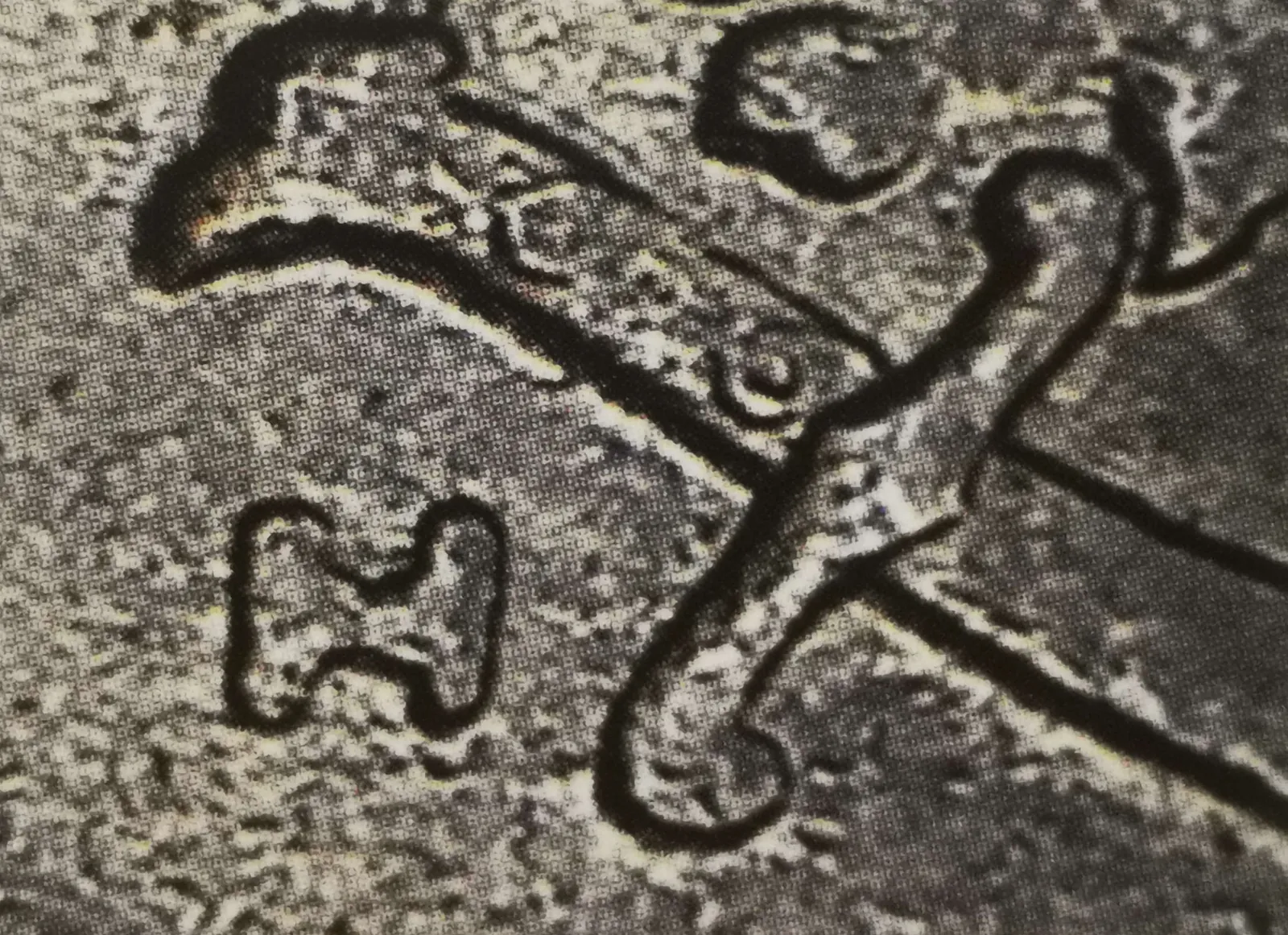 1 markka 1951 variantti 2.1 tunnuspuoli