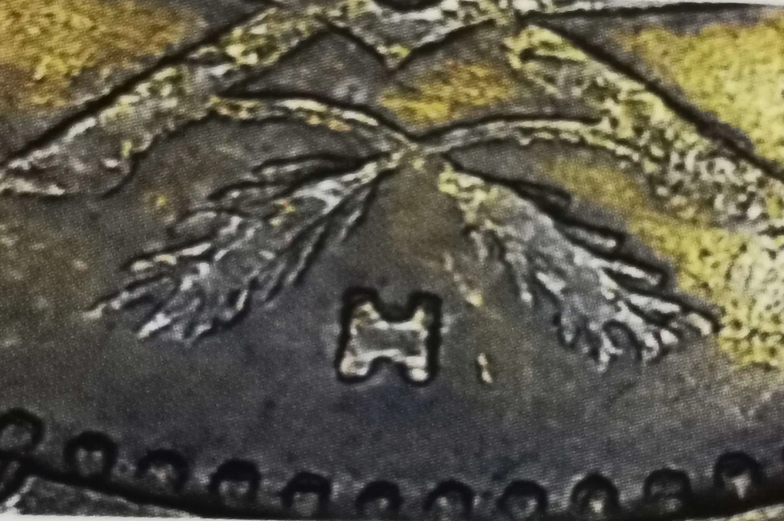 5 markkaa 1950 variantti 1.4 tunnuspuoli