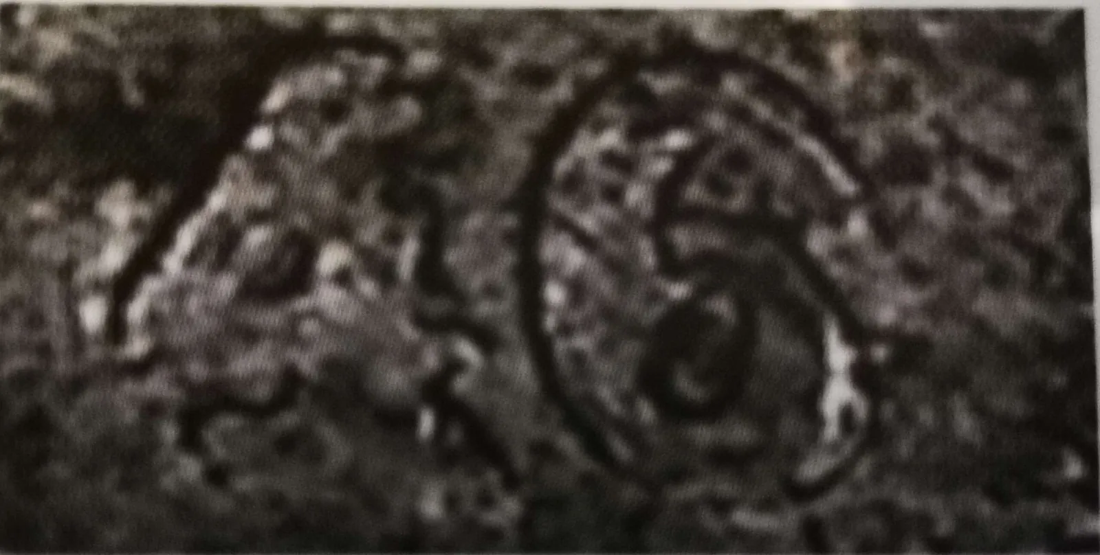 50 penniä 1946 variantti 1.2 tunnuspuoli